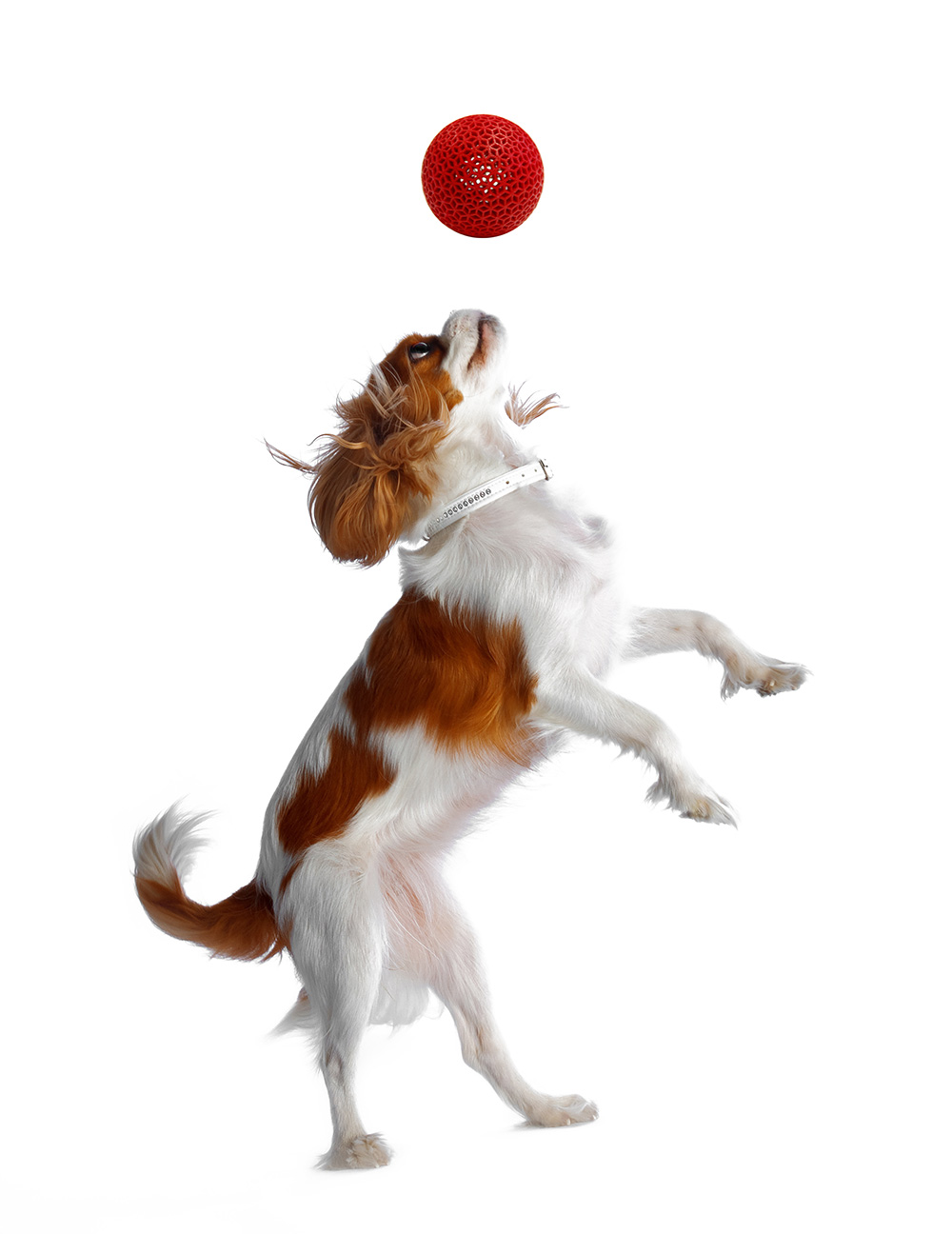 Hund mit Ball